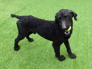 Poodle (Standard) Dogs for adoption in Raleigh, NC, USA