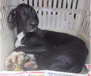 Great Dane Dogs for adoption in Birch Tree, MO, USA
