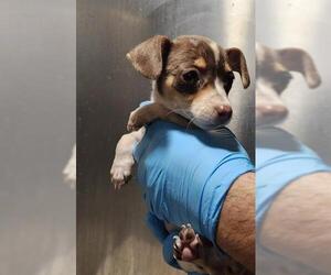 Chihuahua Dogs for adoption in San Antonio, TX, USA