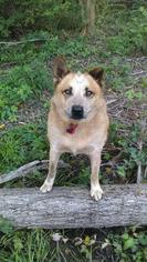 Mutt Dogs for adoption in Liberty, IN, USA