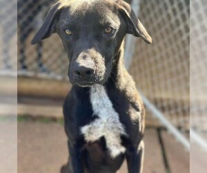 Labrador Retriever-Unknown Mix Dogs for adoption in Shreveport, LA, USA