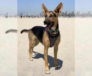 German Shepherd Dog-Unknown Mix Dogs for adoption in Rancho Santa Margarita, CA, USA