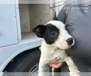 Mutt Dogs for adoption in Ocala, FL, USA