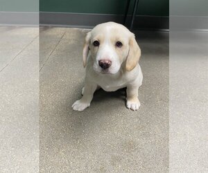 Bagle Hound Dogs for adoption in Omaha, NE, USA
