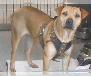 Chinese Shar-Pei Dogs for adoption in Orange, CA, USA