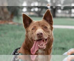 Australian Kelpie-Unknown Mix Dogs for adoption in Fort Lauderdale, FL, USA