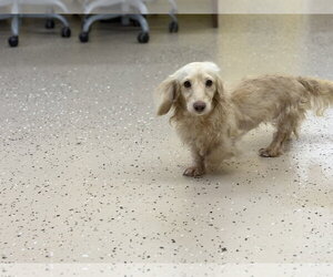 Dachshund Dogs for adoption in York, SC, USA