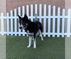 Siberian Husky-Unknown Mix Dogs for adoption in Modesto, CA, USA