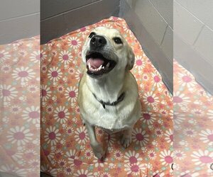 Mutt Dogs for adoption in Shelburne, VT, USA
