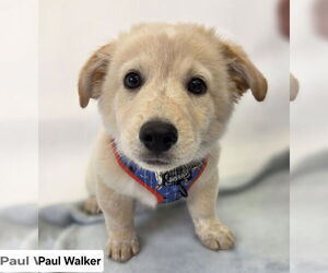 Australian Shepherd-Chihuahua Mix Dogs for adoption in Princeton, MN, USA