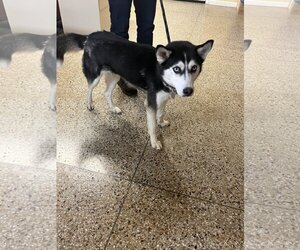 Huskies -Unknown Mix Dogs for adoption in Williamsburg, IA, USA