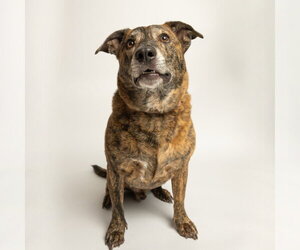 Plott Hound-Unknown Mix Dogs for adoption in Rowlett, TX, USA