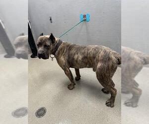 Mutt Dogs for adoption in Las Vegas, NV, USA