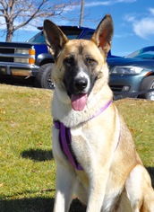 Akita-German Shepherd Dog Mix Dogs for adoption in Golden, CO, USA