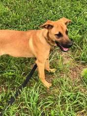 Mutt Dogs for adoption in Paw Paw, WV, USA
