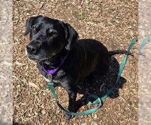 Labrador Retriever-Unknown Mix Dogs for adoption in Waterford, VA, USA