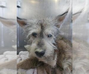 Mutt Dogs for adoption in San Antonio, TX, USA