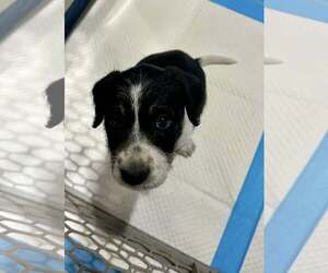 Beagle-Unknown Mix Dogs for adoption in Minneapolis, MN, USA