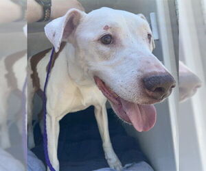 Mutt Dogs for adoption in Sanford, FL, USA