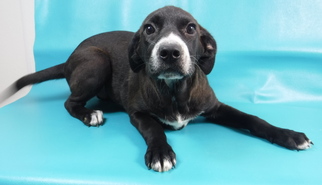 Basset Hound Dogs for adoption in Morton Grove, IL, USA