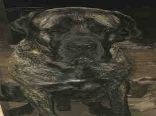 Bullmastiff Dogs for adoption in San Antonio, TX, USA