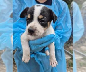 Rottweiler-Unknown Mix Dogs for adoption in San Antonio, TX, USA