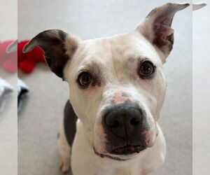 Mutt Dogs for adoption in Jefferson, WI, USA