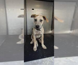 Mutt Dogs for adoption in San Antonio, TX, USA