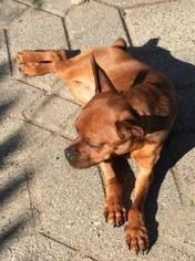 Miniature Pinscher-Unknown Mix Dogs for adoption in Chicopee, MA, USA