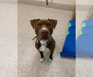 Staffordshire Bull Terrier Dogs for adoption in Brighton, CO, USA
