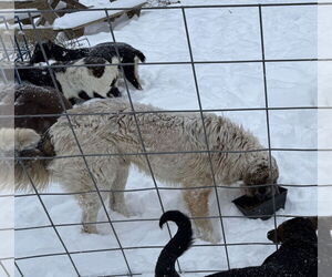 Anatolian Shepherd Dogs for adoption in Higley, AZ, USA