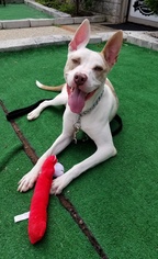 American Pit Bull Terrier-Unknown Mix Dogs for adoption in Perth Amboy, NJ, USA