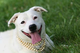 Labrador Retriever Dogs for adoption in Marion, KY, USA