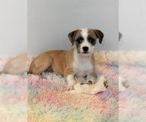 Mutt Dogs for adoption in San Martin, CA, USA