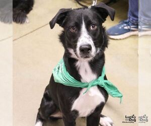 Border Collie-Unknown Mix Dogs for adoption in Washington, DC, USA