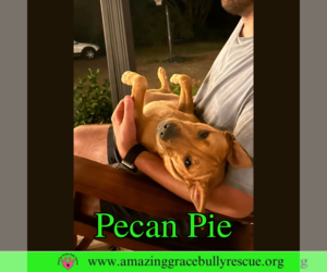 Mutt Dogs for adoption in Pensacola, FL, USA