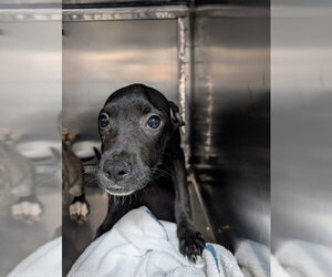 Mutt Dogs for adoption in Oklahoma City, OK, USA