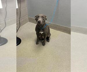 American Pit Bull Terrier-Unknown Mix Dogs for adoption in Las Vegas, NV, USA