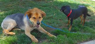 Medium Photo #1 Shiba Inu Puppy For Sale in Los alamitos, CA, USA