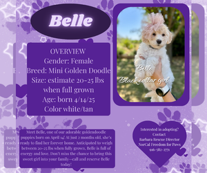 Golden Retriever Dogs for adoption in Rancho Cordova, CA, USA