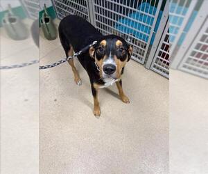 American Pit Bull Terrier-Labrador Retriever Mix Dogs for adoption in Fort Collins, CO, USA