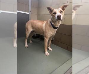 American Pit Bull Terrier-Unknown Mix Dogs for adoption in Riverside, CA, USA