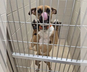 Boxer Dogs for adoption in Decatur, IL, USA