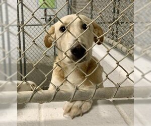 Doberman Pinscher-Labrador Retriever Mix Dogs for adoption in Olathe, KS, USA