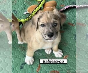 Catahoula Leopard Dog Dogs for adoption in GILBERTS, IL, USA