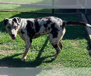 Catahoula Leopard Dog Dogs for adoption in Grovetown, GA, USA