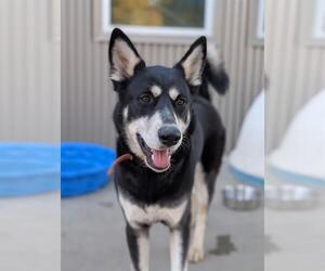 Siberian Husky Dogs for adoption in Sacramento, CA, USA