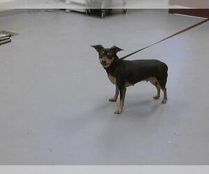 Chihuahua-Unknown Mix Dogs for adoption in Fayetteville, NC, USA
