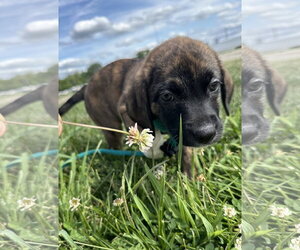 Mutt Dogs for adoption in Germantown, OH, USA