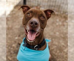 American Staffordshire Terrier Dogs for adoption in San Antonio, TX, USA